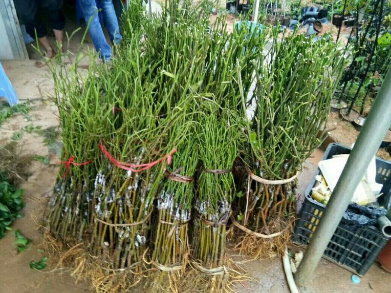 长果桑树苗40~50cm