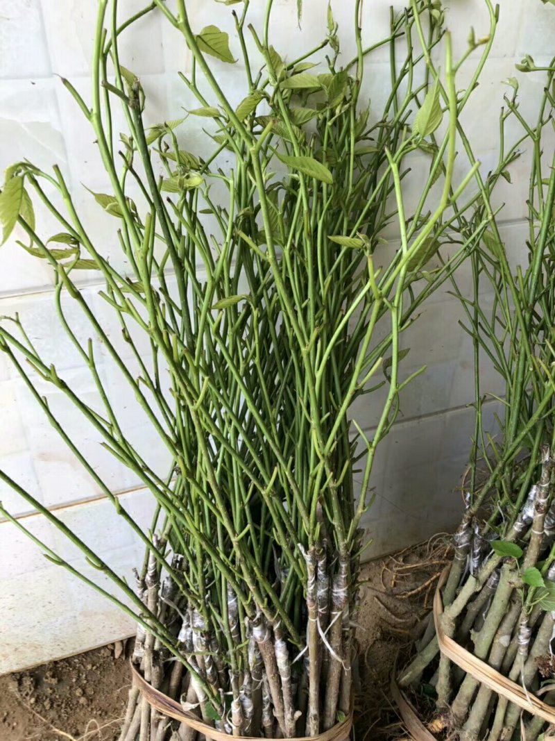 长果桑树苗40~50cm