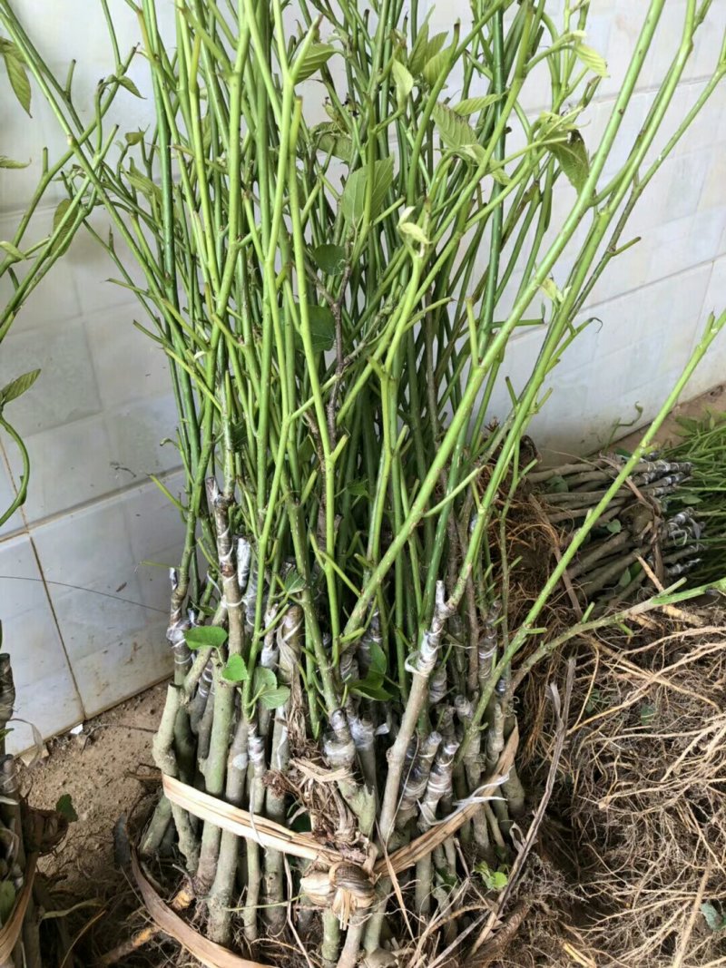 长果桑树苗40~50cm