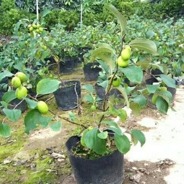 青枣苗50~80cm