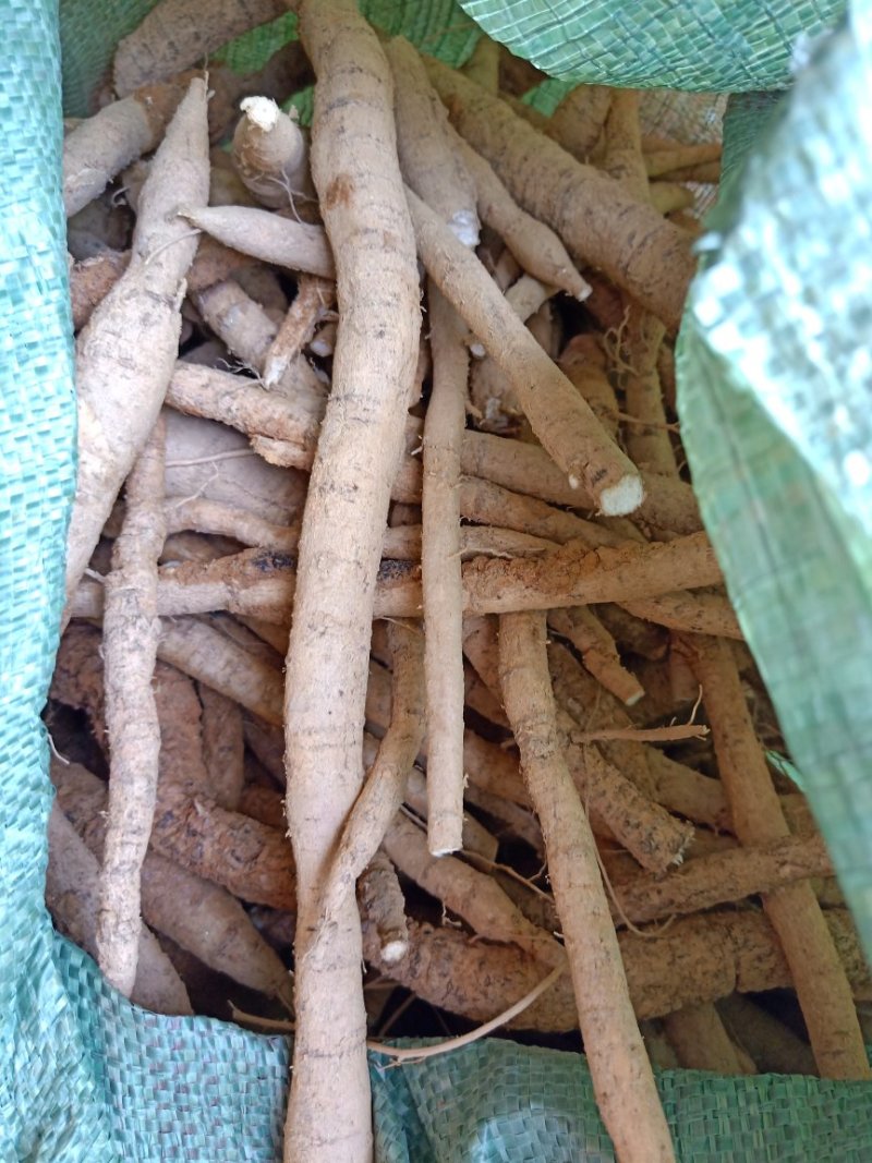 牛大力8年老身大署大补货野生种植长年供应充足