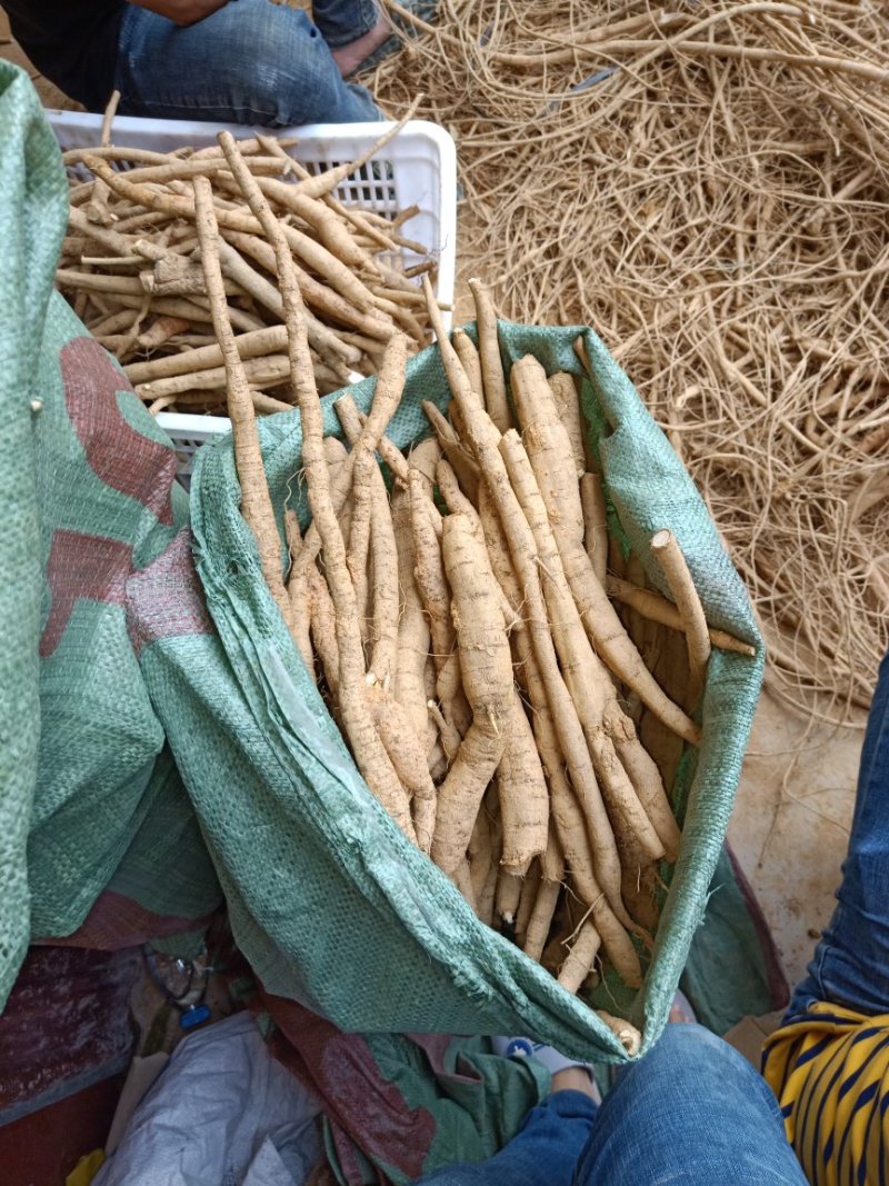 牛大力8年老身大署大补货野生种植长年供应充足