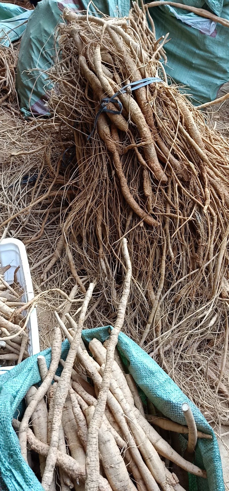 牛大力8年老身大署大补货野生种植长年供应充足