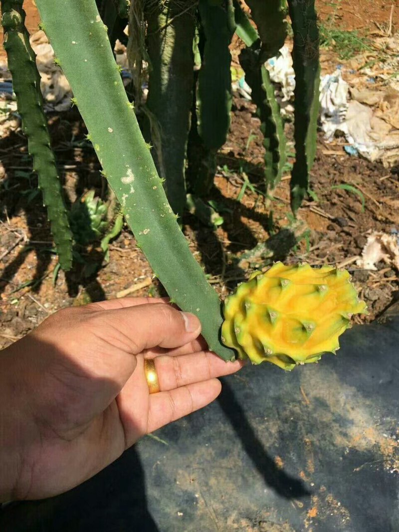 火龙果苗20~30cm种苗