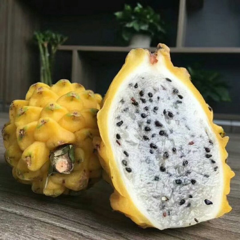 火龙果苗20~30cm种苗