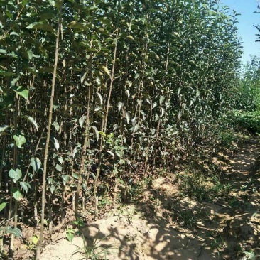 海棠苗，绚丽海棠，沂蒙垂丝海棠，西府海棠，