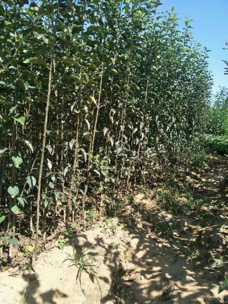海棠苗，绚丽海棠，沂蒙垂丝海棠，西府海棠，