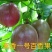 紫香1号百香果苗10~20cm