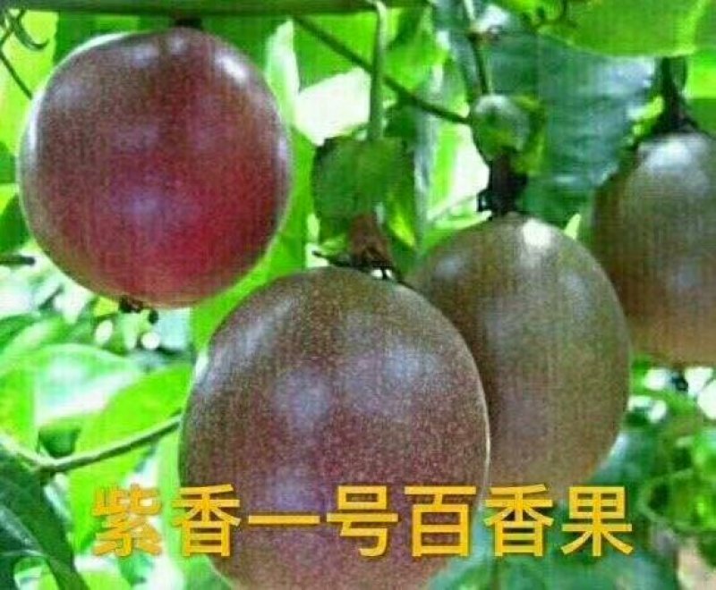 紫香1号百香果苗10~20cm
