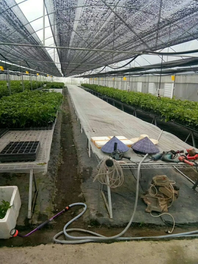 紫香1号百香果苗10~20cm