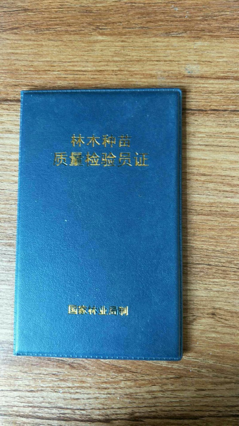 紫香1号百香果苗10~20cm