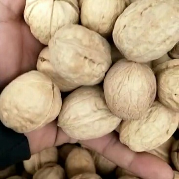 纸皮核桃通货