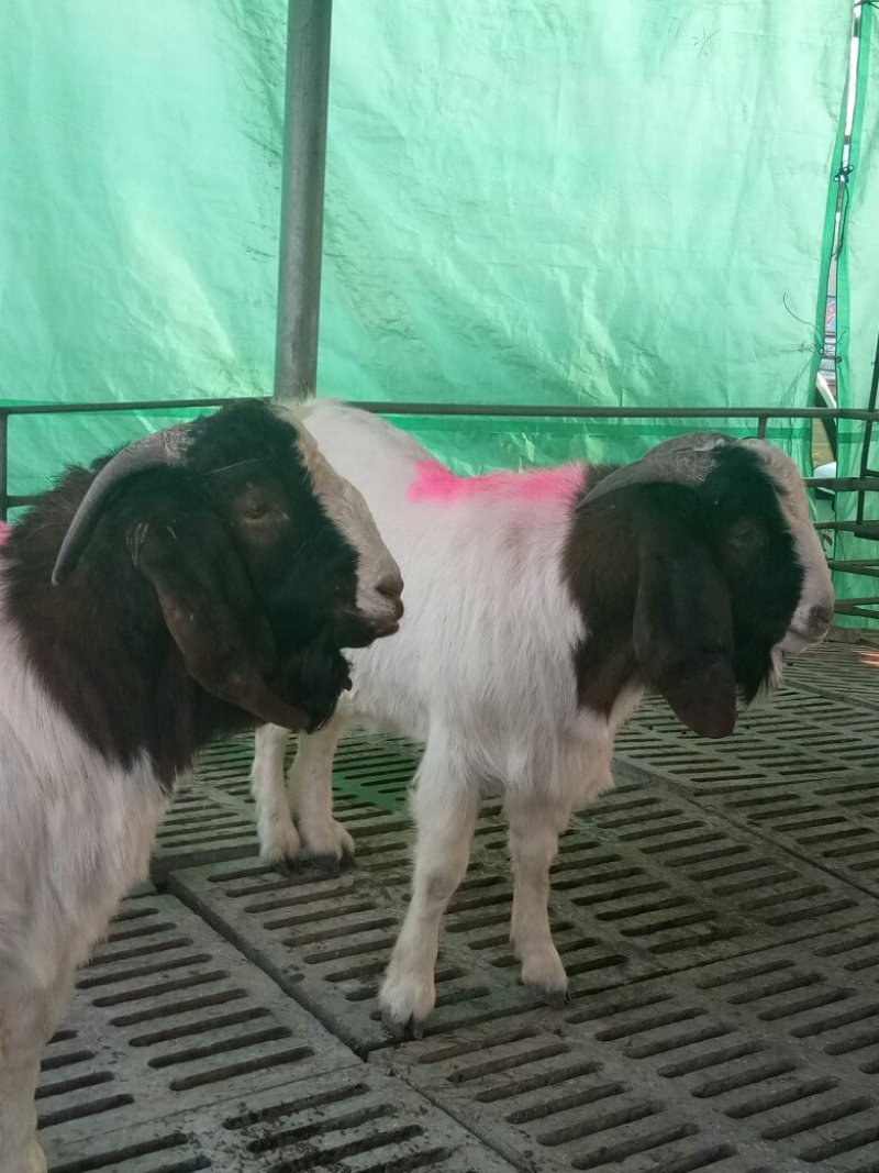 本公司出售纯种波尔山羊，白山羊