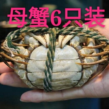 河蟹大闸蟹食用2~2.2两母蟹鲜活
