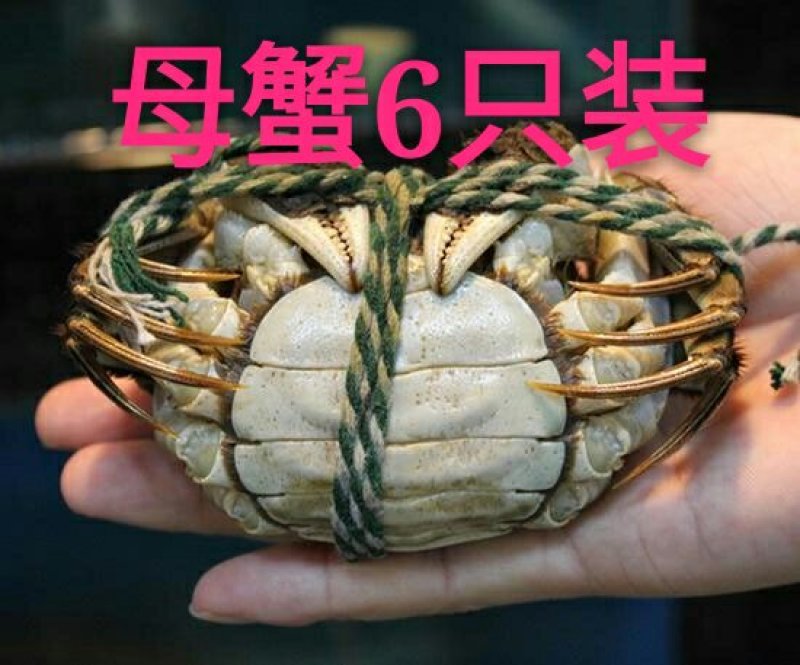 河蟹大闸蟹食用2~2.2两母蟹鲜活