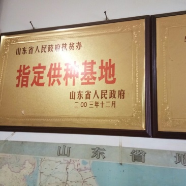 西门塔尔牛