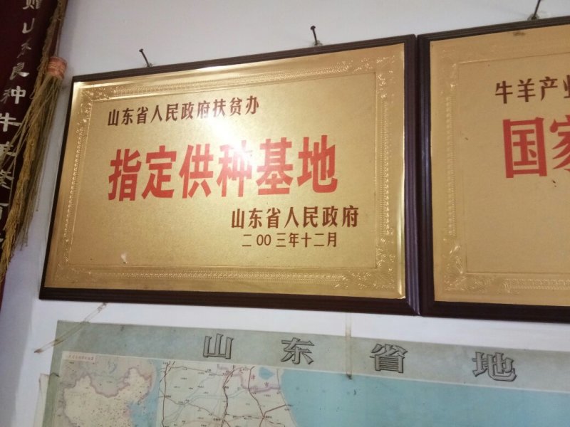 西门塔尔牛