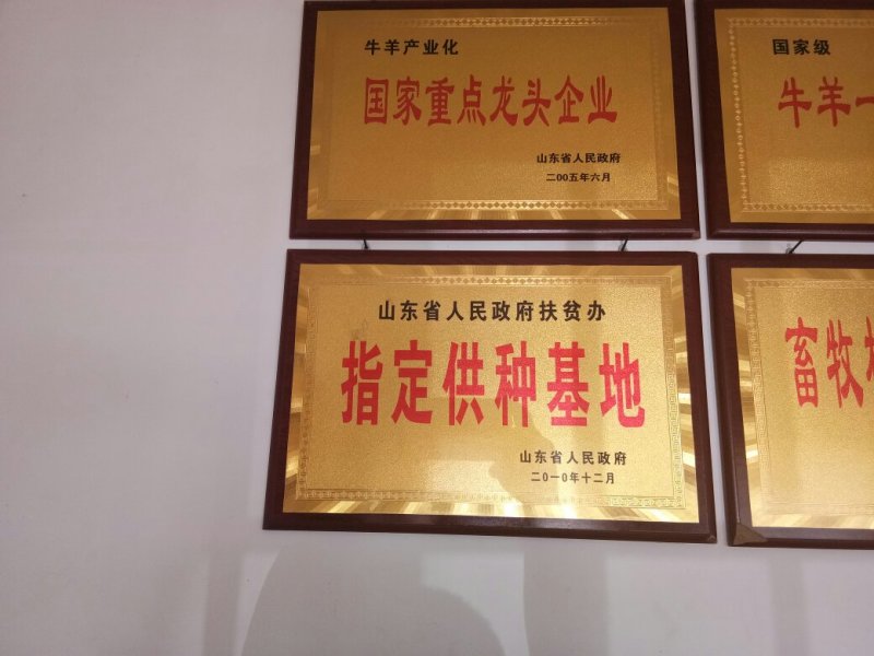 西门塔尔牛
