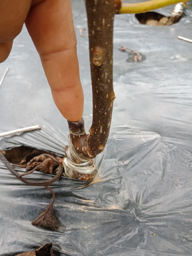 猕猴桃苗公分苗当年挂果树，保证品种，提供技术支持