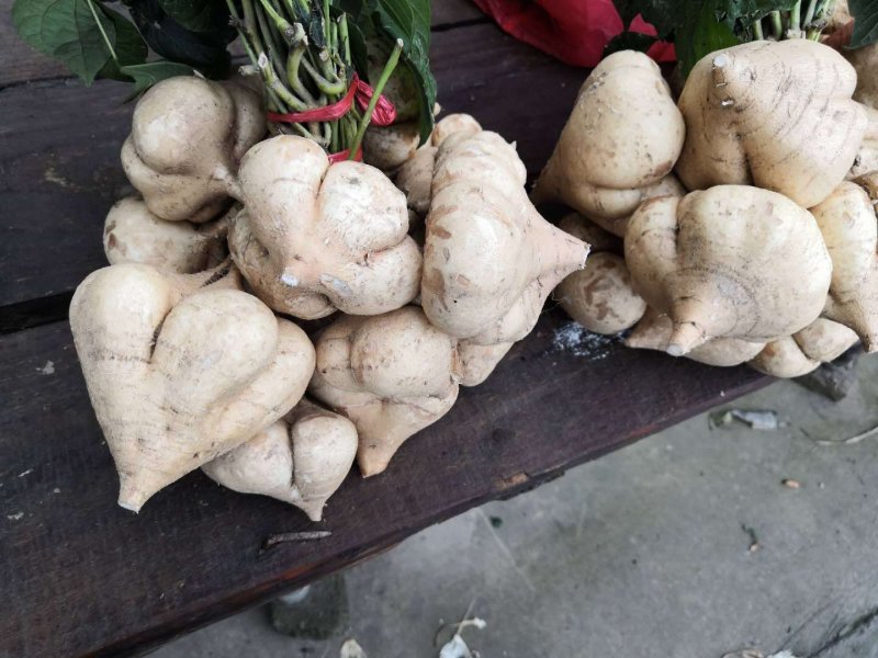 凉薯