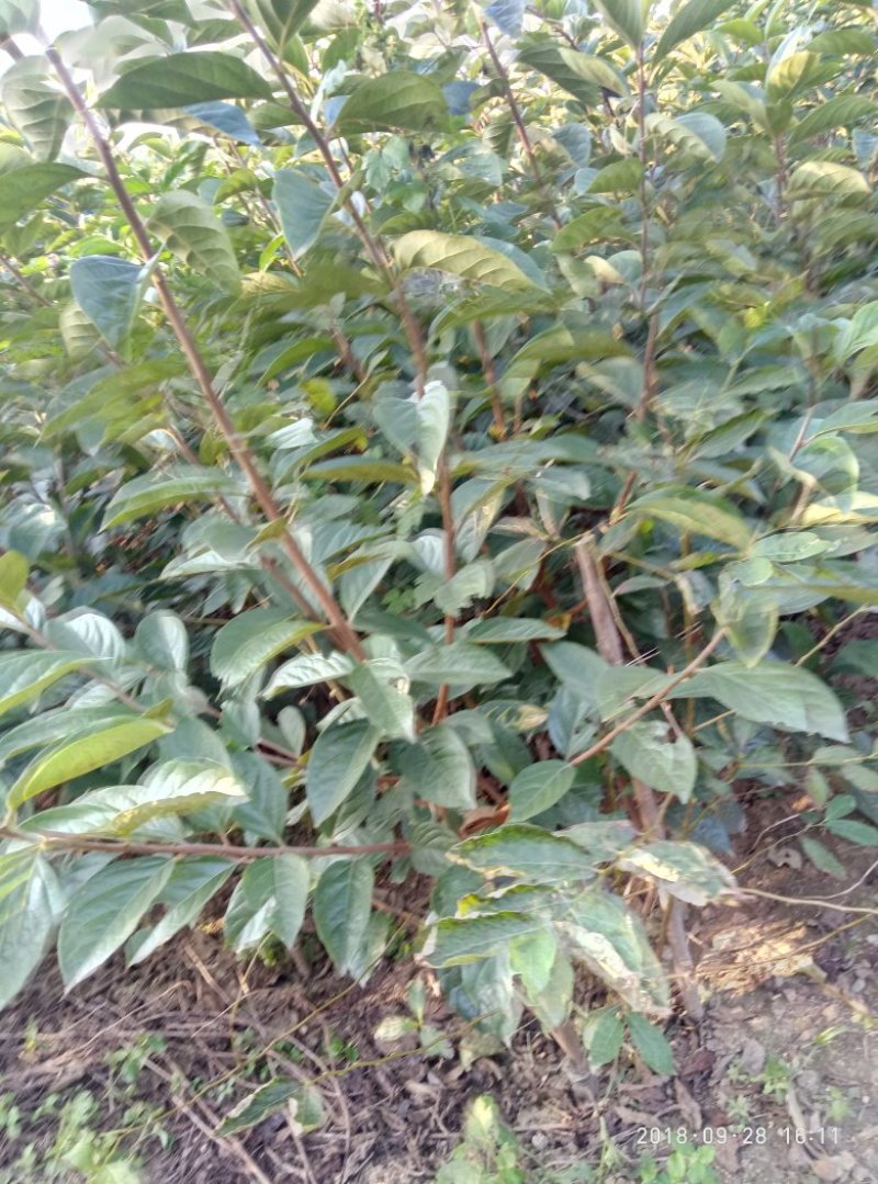 阳丰柿子树苗基地富有柿子苗甜脆柿子苗