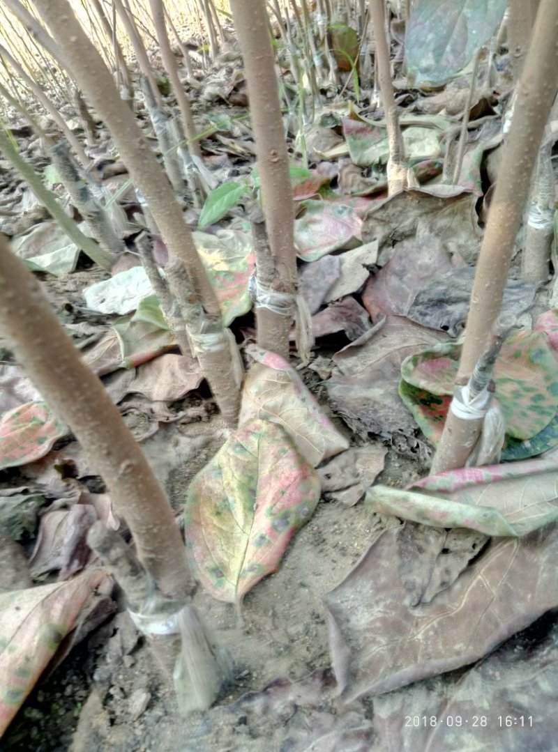 阳丰柿子树苗基地富有柿子苗甜脆柿子苗