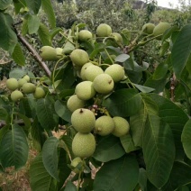 嫁接良种核桃苗，核桃苗基地，嫁接核桃苗，品种纯正