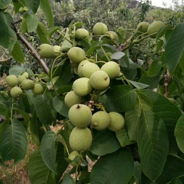 嫁接良种核桃苗，核桃苗基地，嫁接核桃苗，品种纯正
