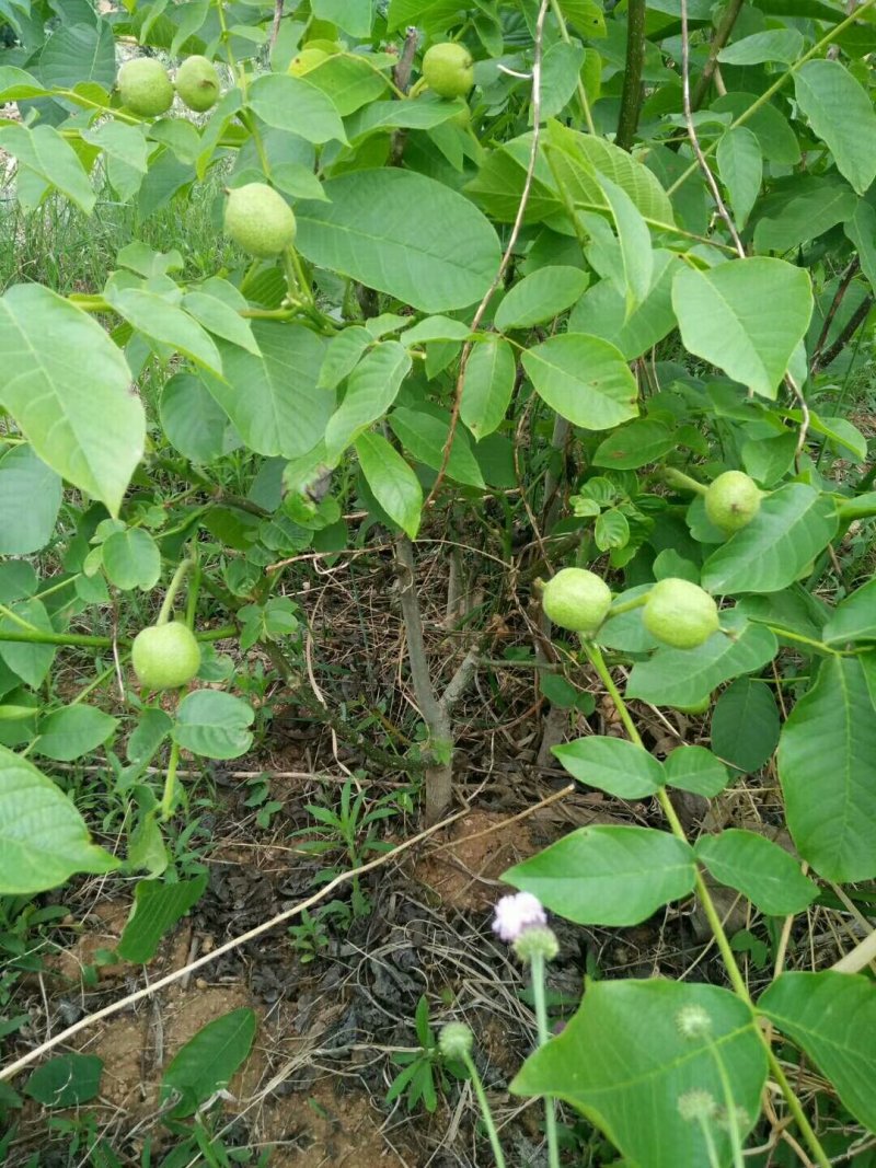 嫁接良种核桃苗，核桃苗基地，嫁接核桃苗，品种纯正