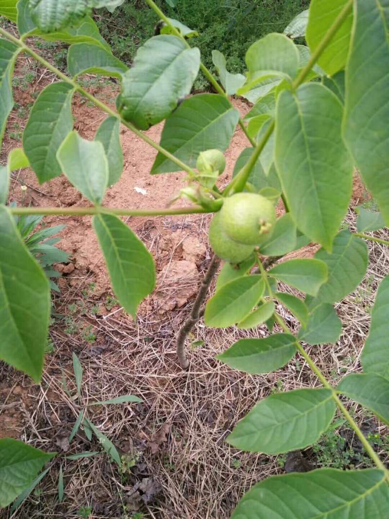 嫁接良种核桃苗，核桃苗基地，嫁接核桃苗，品种纯正