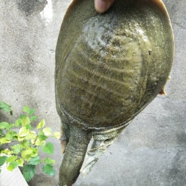 生态甲鱼