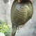 生态甲鱼