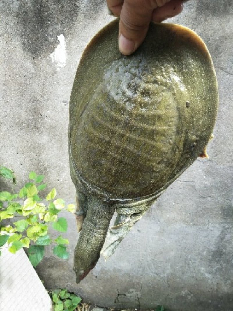 生态甲鱼