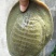 生态甲鱼