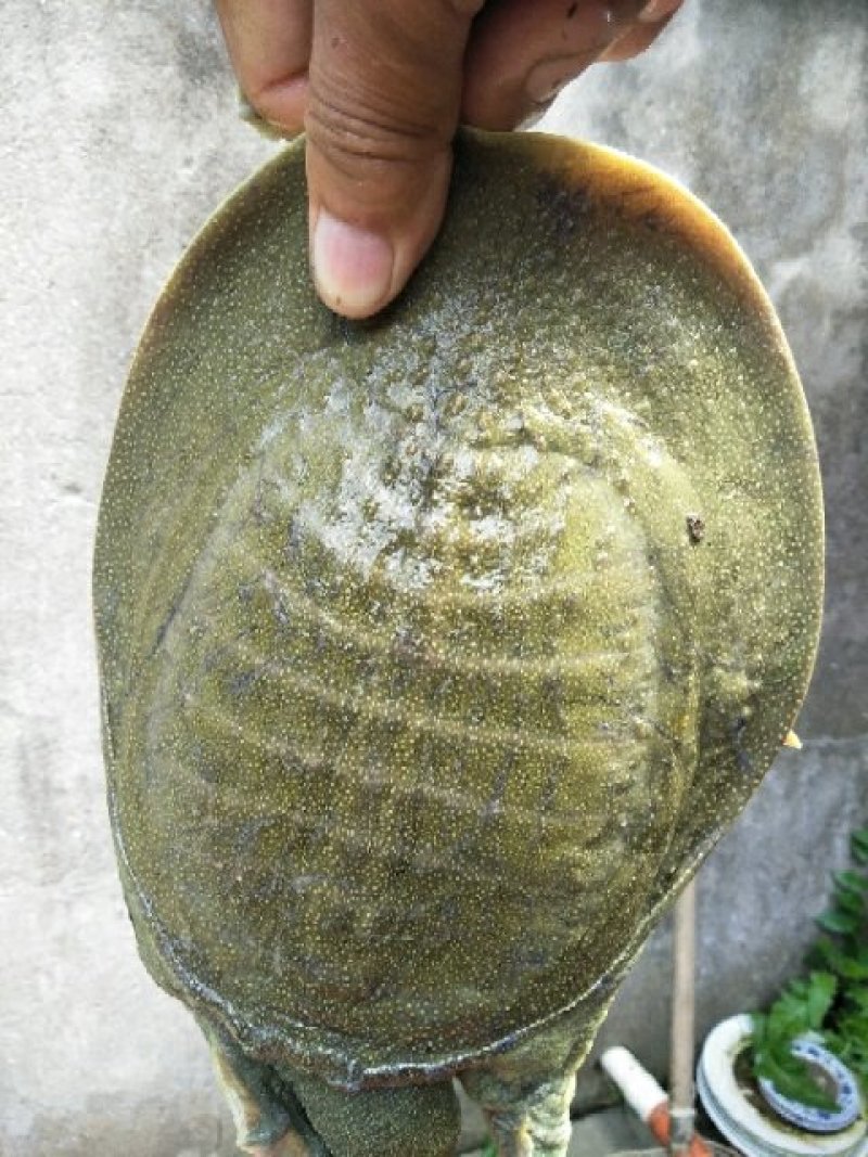 生态甲鱼