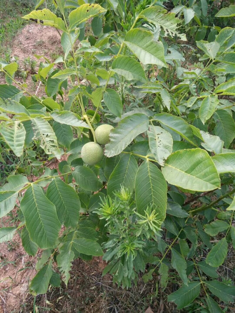 川早核桃苗。嫁接核桃苗，薄壳核桃苗，优质核桃苗品种。