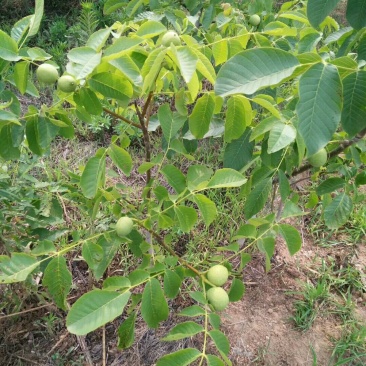 川早核桃苗。嫁接核桃苗，薄壳核桃苗，优质核桃苗品种。