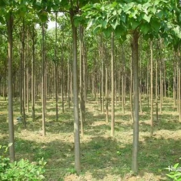 楸树，梓树