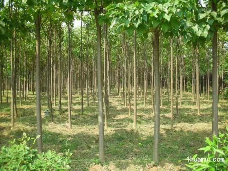楸树，梓树
