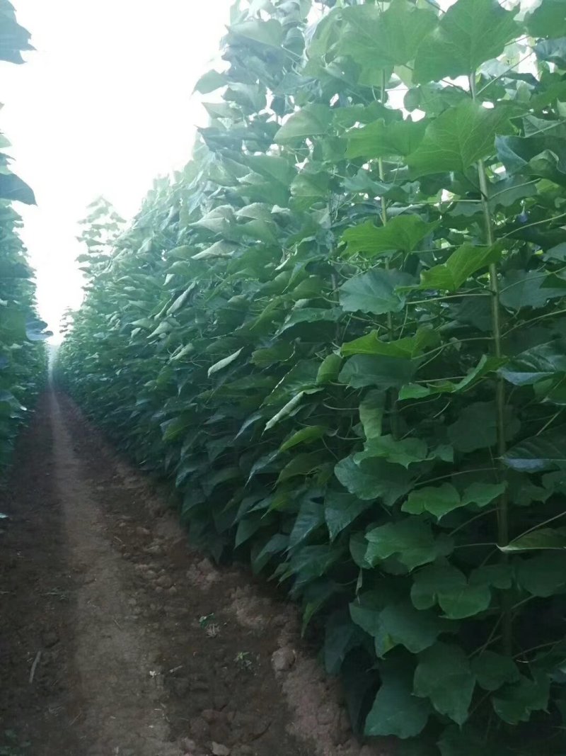 楸树，梓树