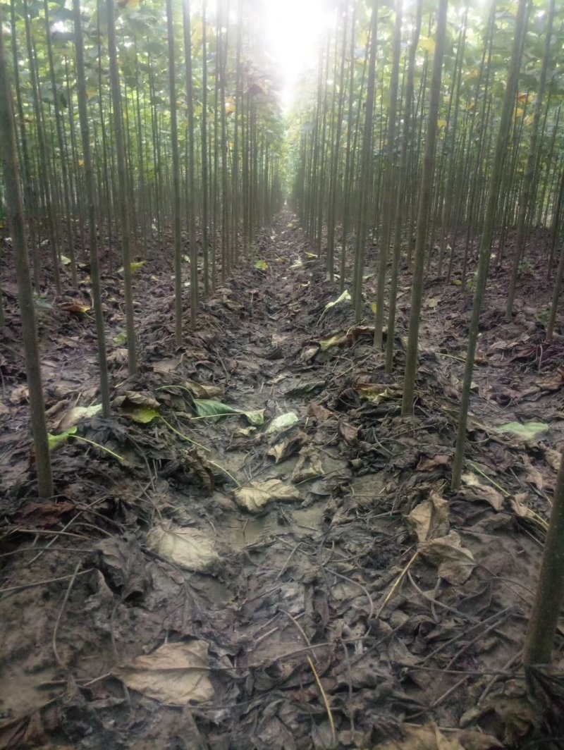 楸树，梓树