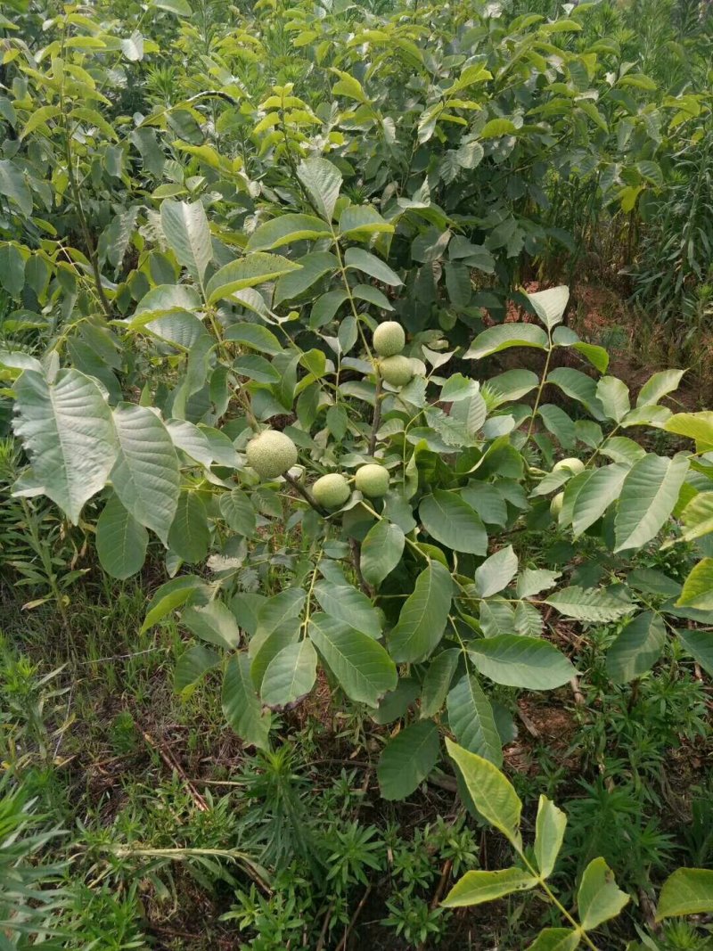 挂果枝条嫁接薄壳核桃苗，基地直销，嫁接核桃苗，核桃苗基地