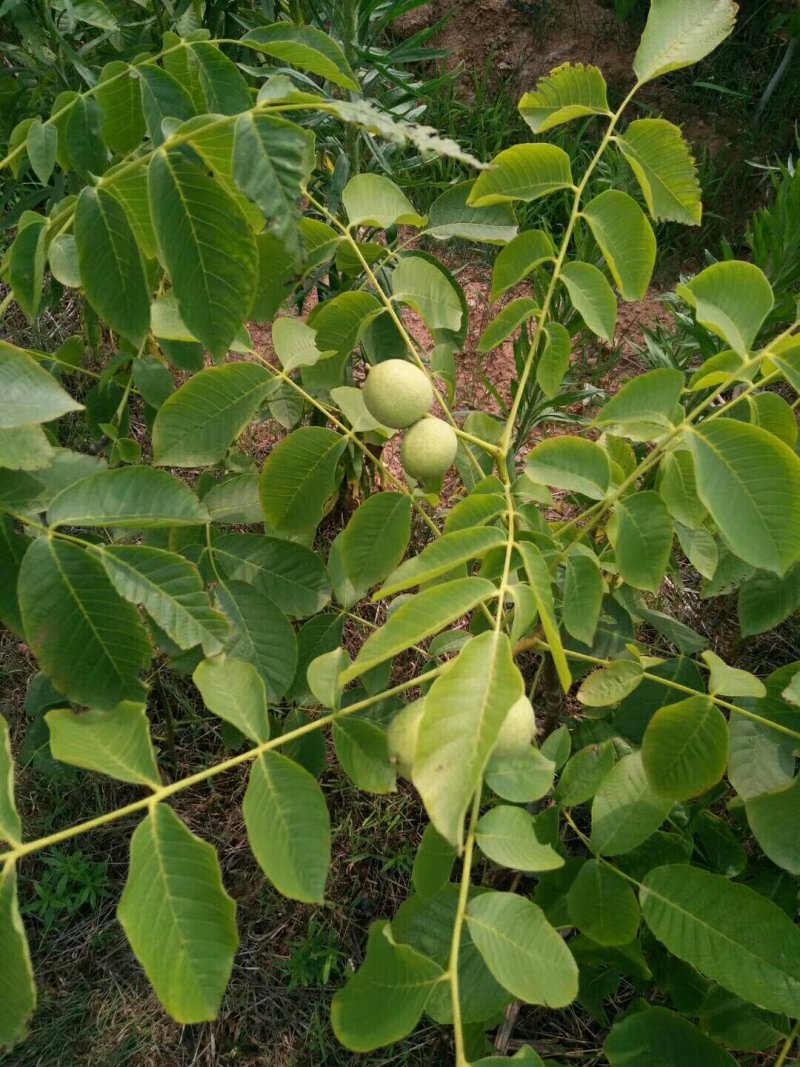 盐源早核桃苗，早实核桃苗，四川核桃苗，嫁接核桃苗。