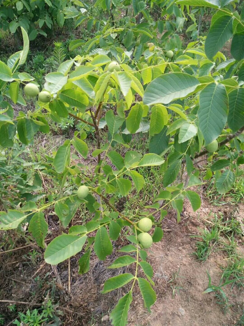 盐源早核桃苗，早实核桃苗，四川核桃苗，嫁接核桃苗。