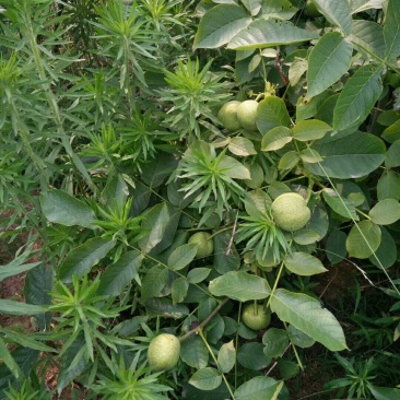 薄壳香核桃苗，嫁接核桃苗，薄壳核桃苗，核桃苗批发