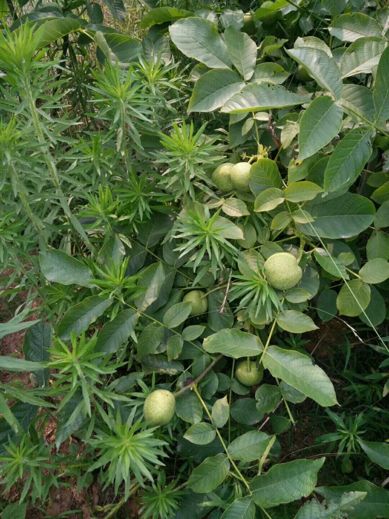 薄壳香核桃苗，嫁接核桃苗，薄壳核桃苗，核桃苗批发