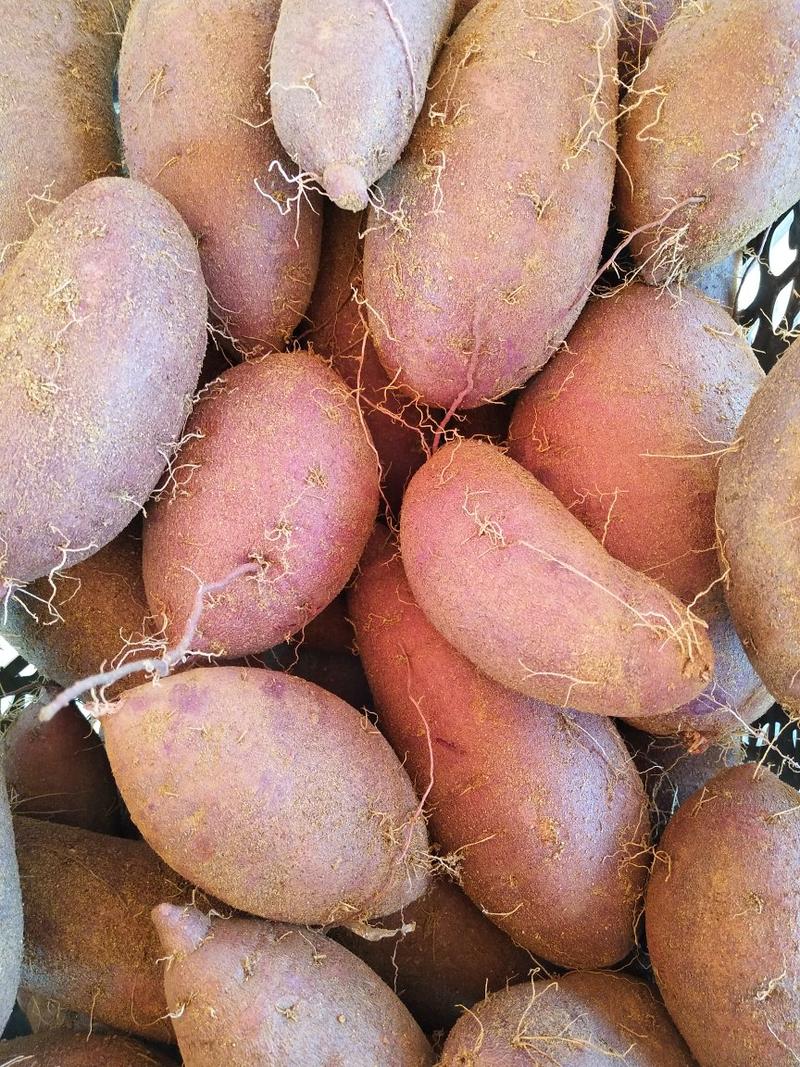 紫薯紫罗兰3两以上丘陵沙地种植商品薯紫心