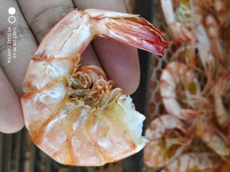 海捕大对虾干