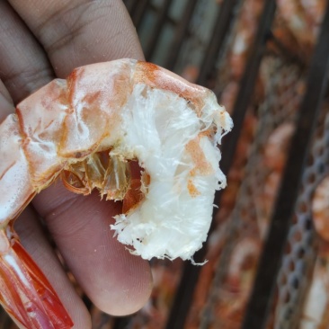 海捕大对虾干