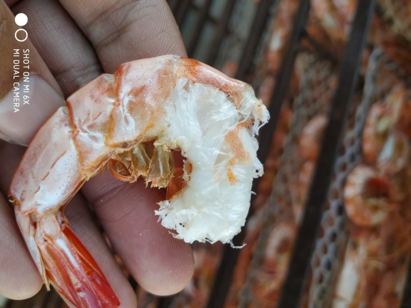 海捕大对虾干